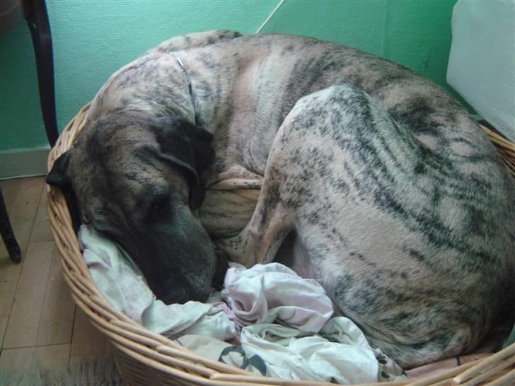 Grand danois Mishka - død juni 2008 billede 2