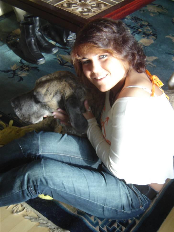 Grand danois Mishka - død juni 2008 billede 3