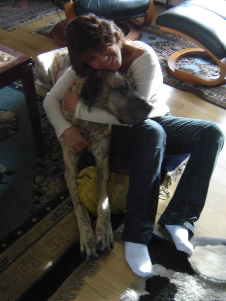 Grand danois Mishka - død juni 2008 billede 4