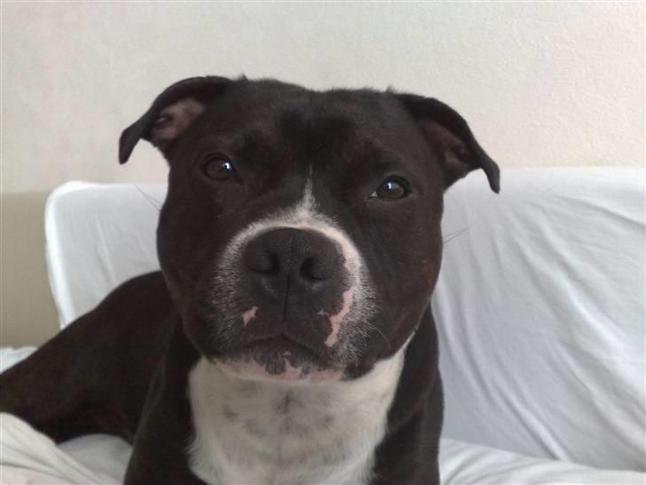Staffordshire bull terrier Andy - Juli 2008. Andy er her 1 år og 5 mdr. billede 17