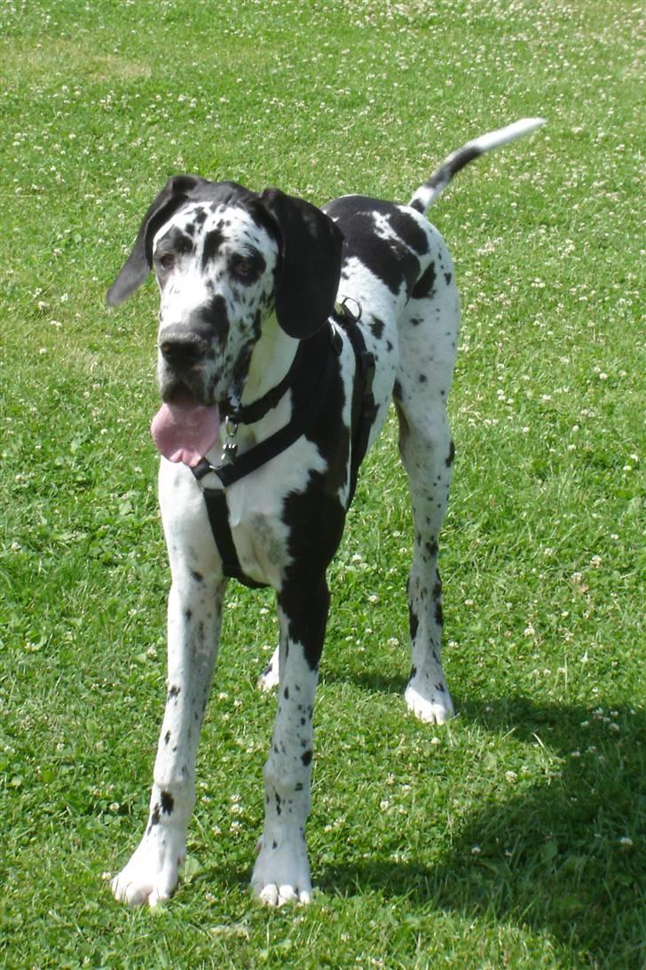 Grand danois Hektor billede 5