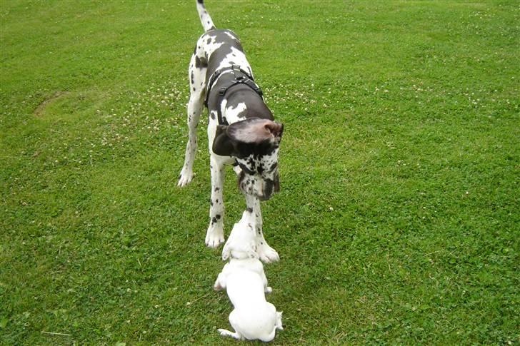 Grand danois Hektor billede 6