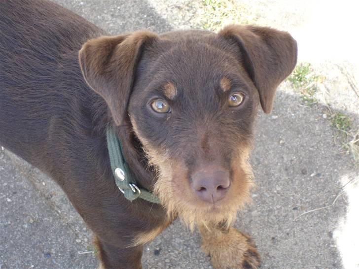 Tysk jagtterrier Donna - Hejsa billede 1