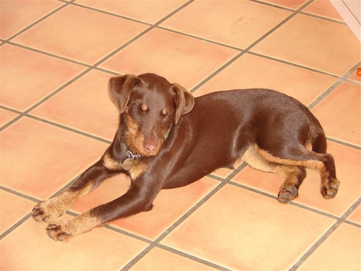 Tysk jagtterrier Donna - En slapper på køkkengulvet billede 2