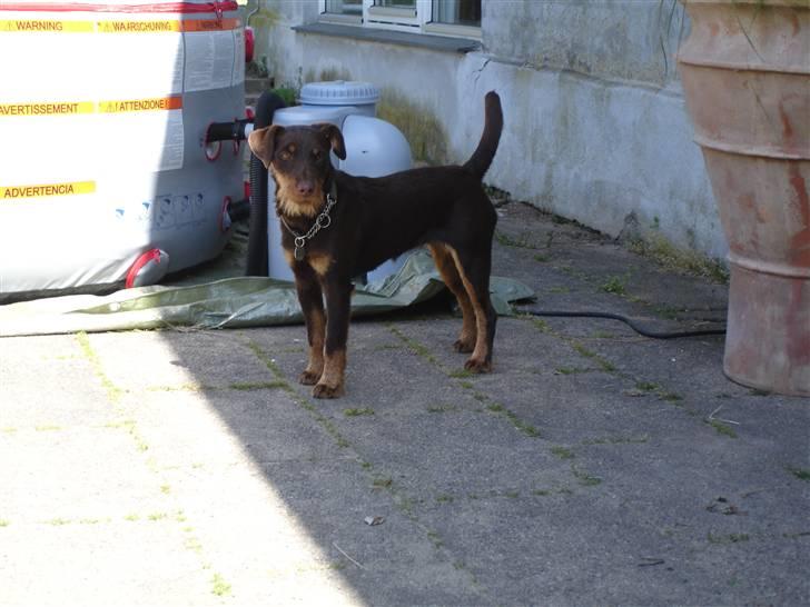 Tysk jagtterrier Donna - Sker der noget spændende der henne billede 3