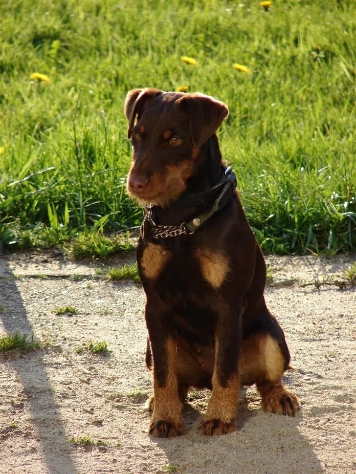 Tysk jagtterrier Donna - Donna lige ankommet til hendes nye hjem  6½ mdr. billede 4