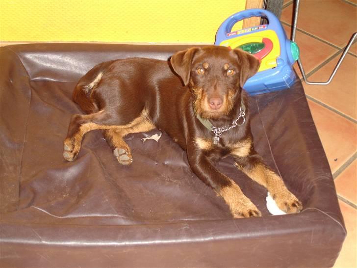 Tysk jagtterrier Donna - Er det mig du tager billder af billede 5