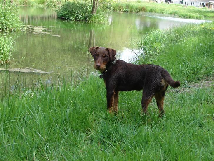 Tysk jagtterrier Donna - Du får mig ikke til at hoppe i igen billede 6