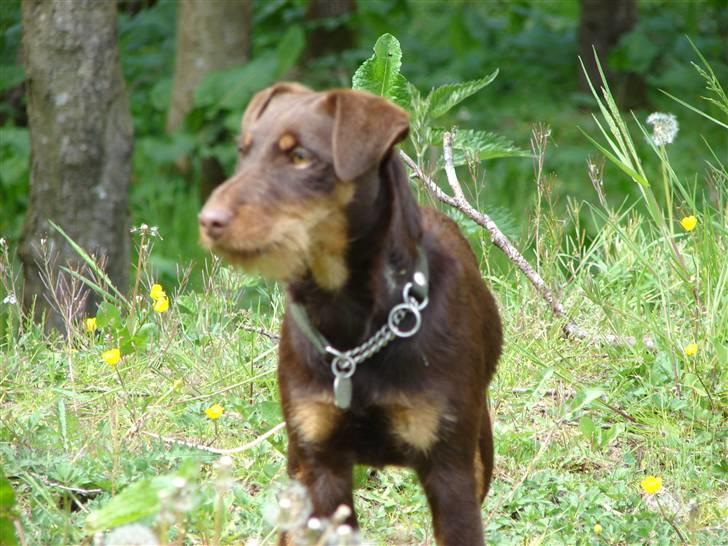 Tysk jagtterrier Donna - smuk billede 7
