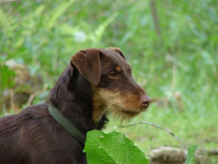 Tysk jagtterrier Donna - smuk  billede 8