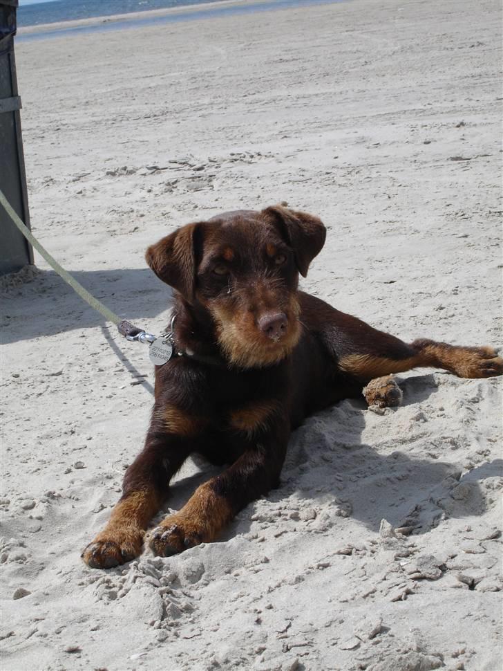 Tysk jagtterrier Donna - ved vesterhavet efter en lang gå/løbe tur billede 9