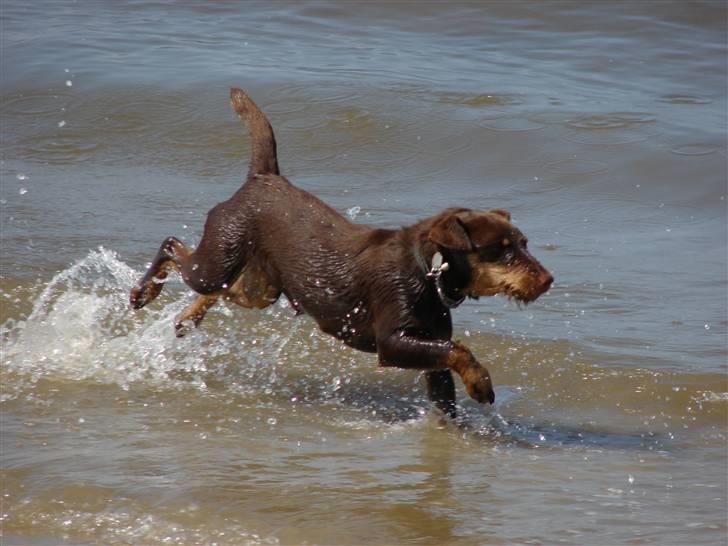 Tysk jagtterrier Donna - løber i vandet ved vesterhavet billede 10