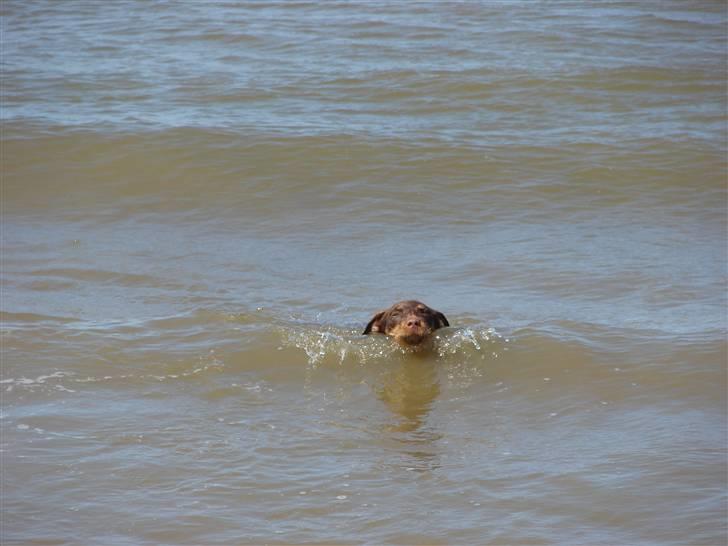 Tysk jagtterrier Donna - tager lige en svømmer. Lille hund stor vand :) billede 11