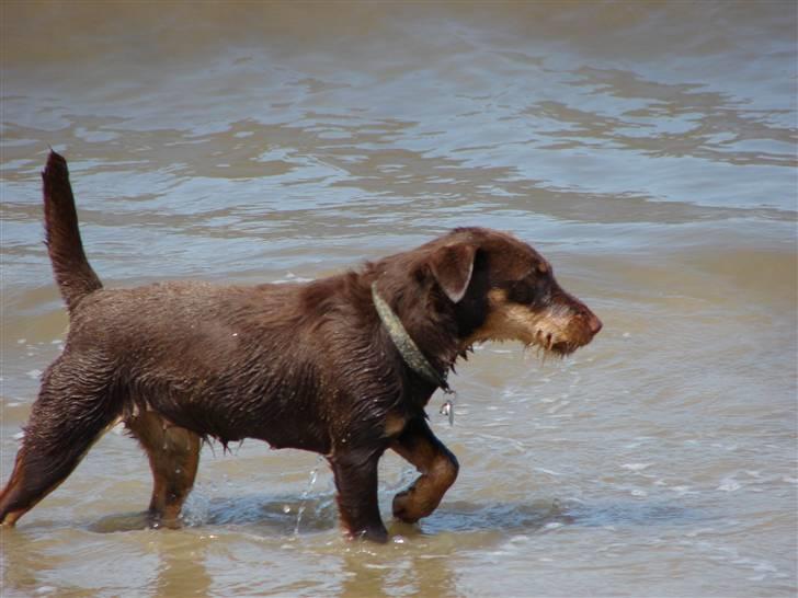 Tysk jagtterrier Donna - Står jeg ikke flot mor :) billede 12