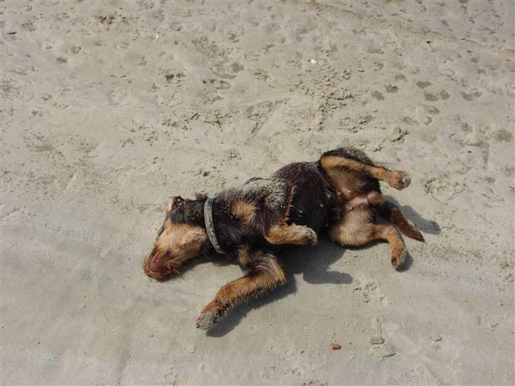 Tysk jagtterrier Donna - Tysk jagtterrier hader at blive våde :-D så skal der nuldres i sandet, sikker et sandmonster hun var bagefter. billede 13