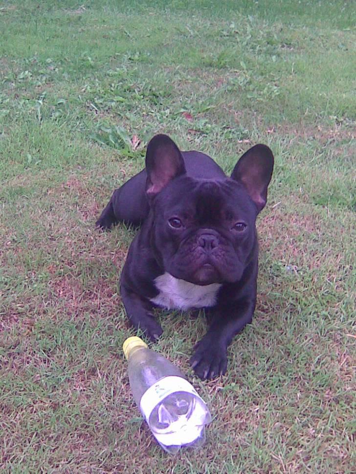 Fransk bulldog Thor billede 7