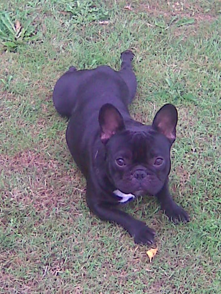 Fransk bulldog Thor billede 8