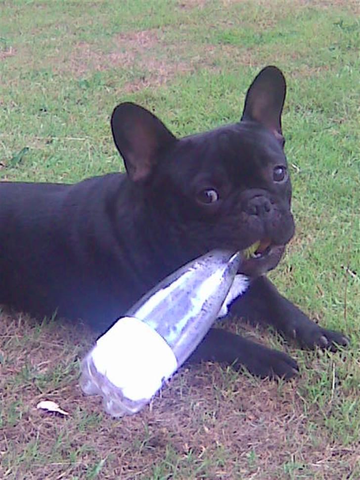 Fransk bulldog Thor billede 9