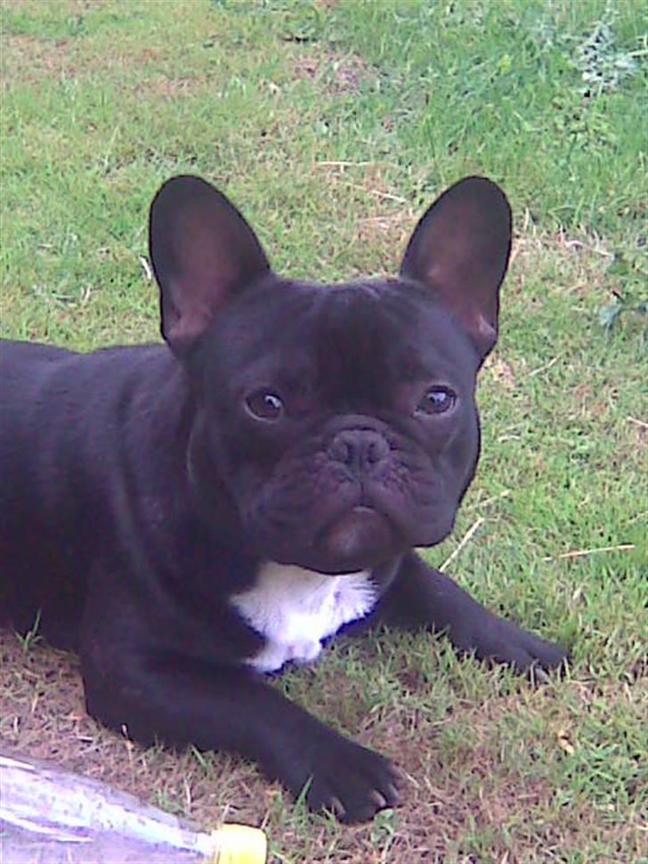 Fransk bulldog Thor billede 10