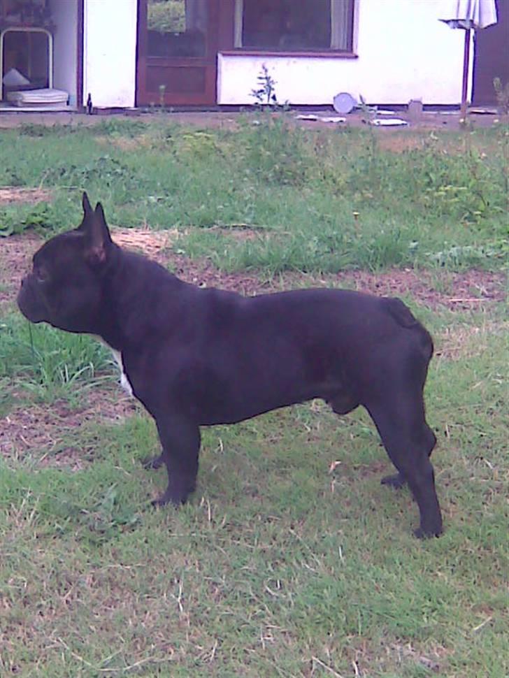 Fransk bulldog Thor billede 11