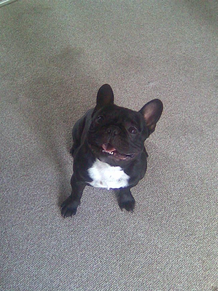 Fransk bulldog Thor billede 12