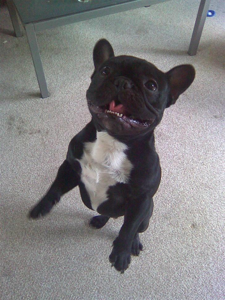 Fransk bulldog Thor - Og jeg kan også stå på bagben....-i hvert fald når jeg skal fange hundebom.. billede 13