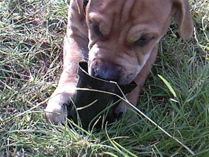 Mallorca Mastiff / Ca de Bou Alejo/Hector - Mmm faldt lige over en potte i haven. billede 5