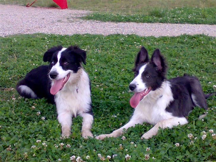 Border collie Hailie - Sinus (Hailie´s bror) og Hailie billede 16