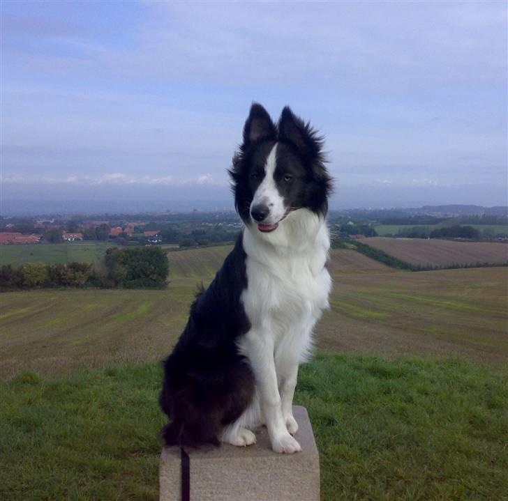 Border collie Hailie - Hailie er ikke helt tryg ved de store dyr billede 17