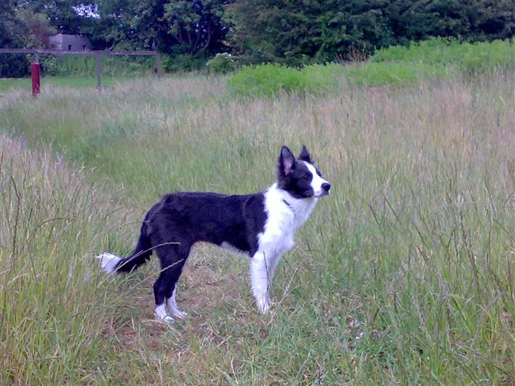 Border collie Hailie billede 18