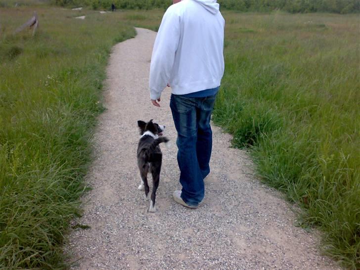 Border collie Hailie - Øvelse i at gå pænt med Far billede 19