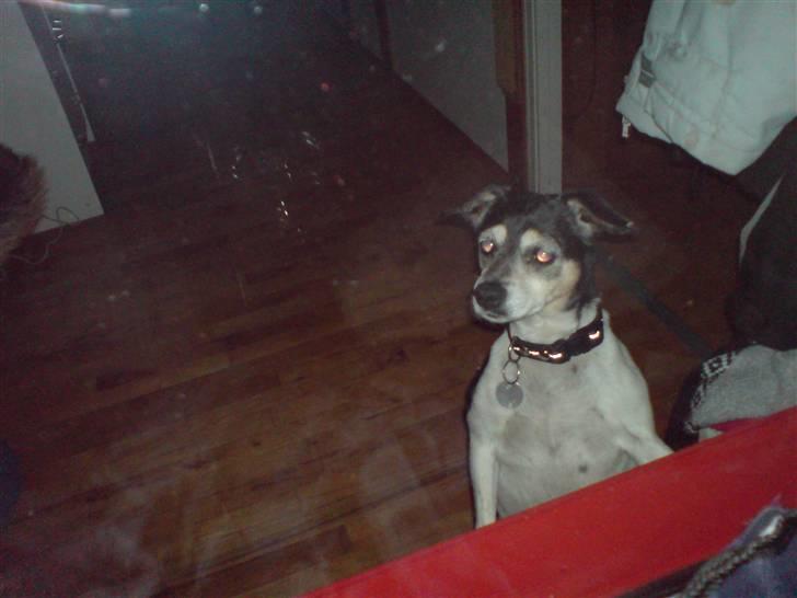 Dansk svensk gaardhund Plet *R.I.P* billede 8