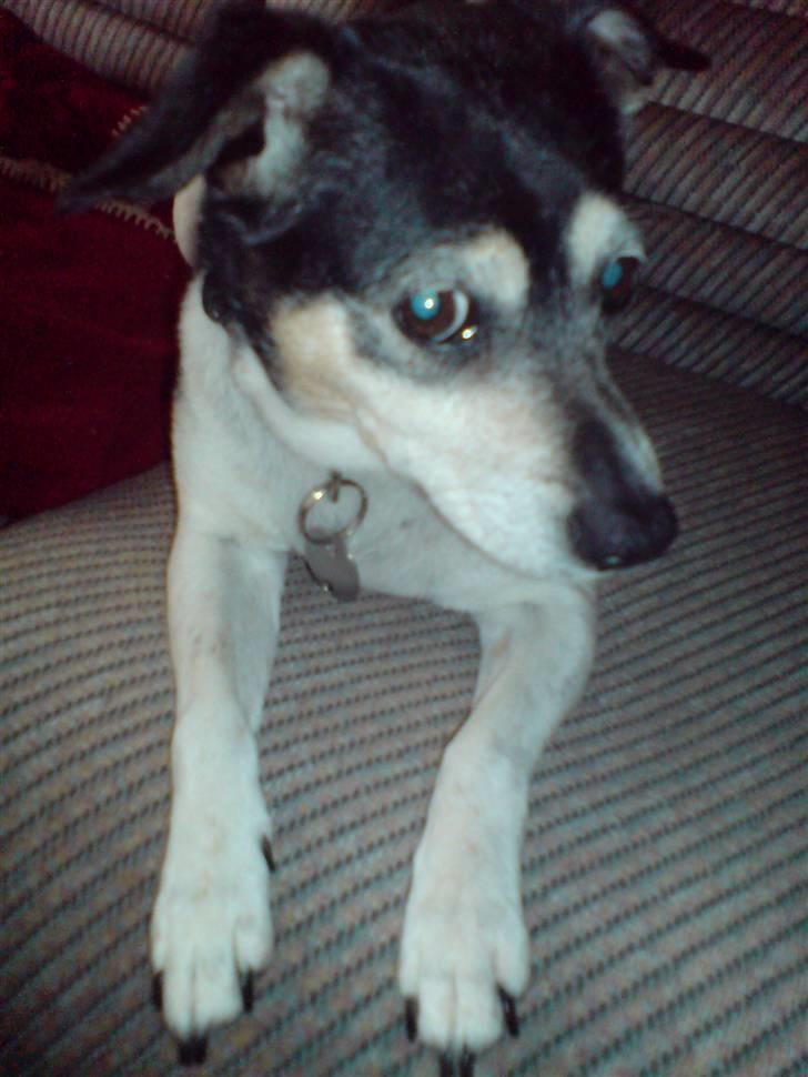 Dansk svensk gaardhund Plet *R.I.P* billede 9