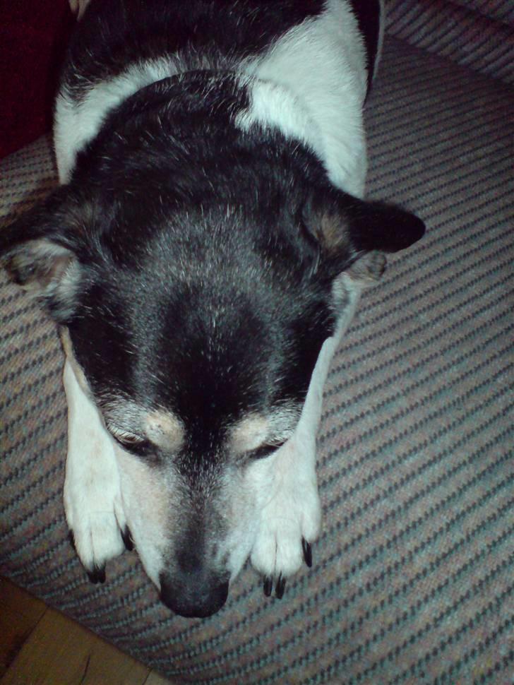 Dansk svensk gaardhund Plet *R.I.P* billede 10