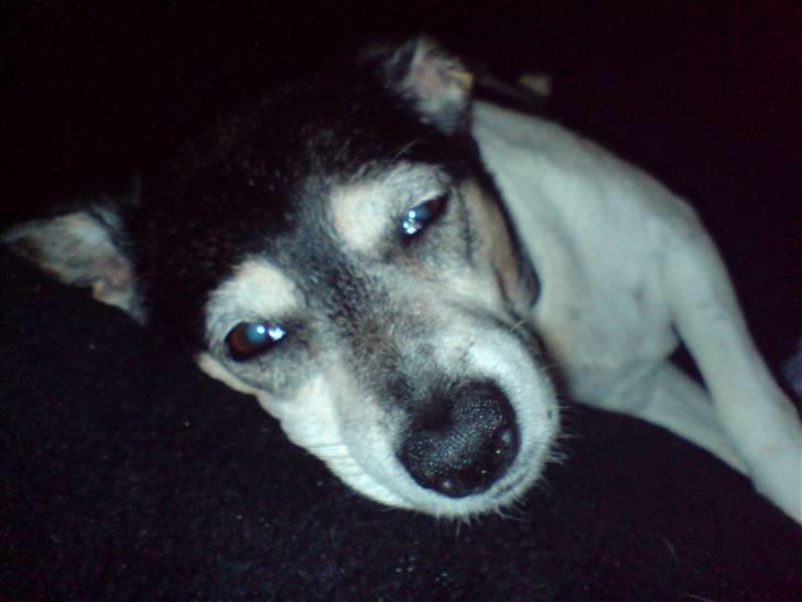 Dansk svensk gaardhund Plet *R.I.P* billede 11