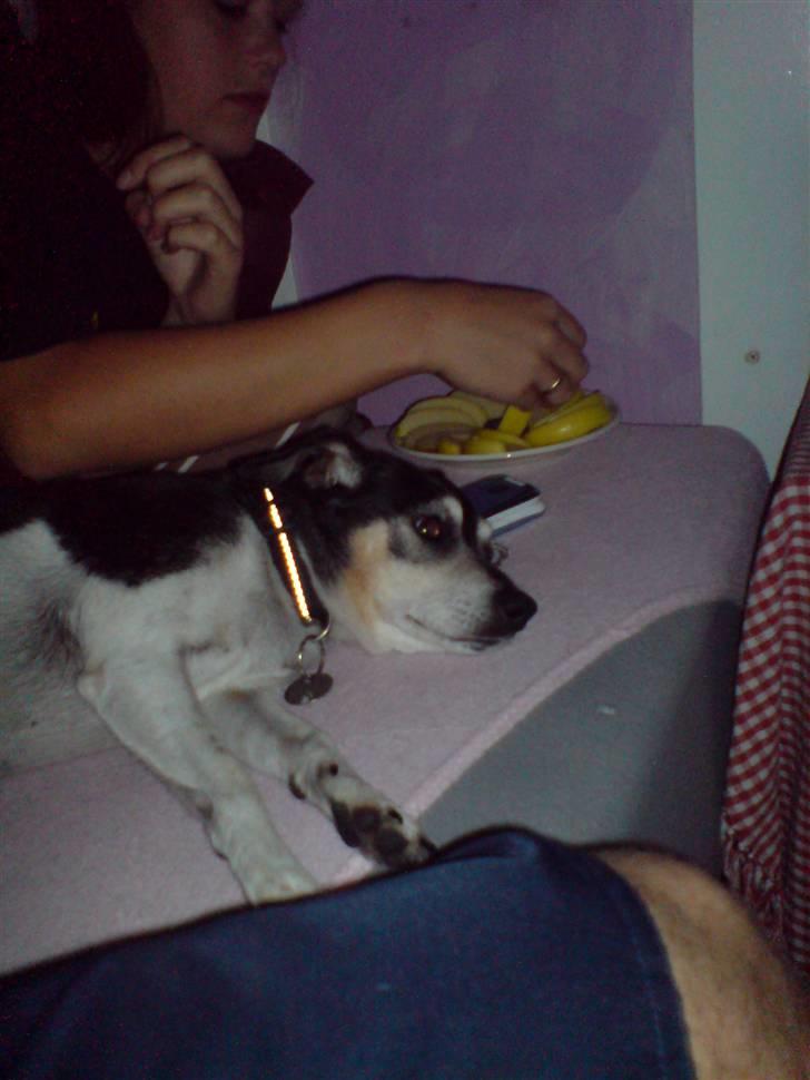 Dansk svensk gaardhund Plet *R.I.P* billede 12