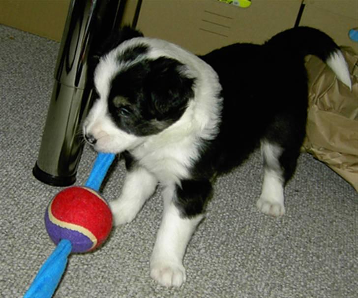 Border collie Holly billede 10