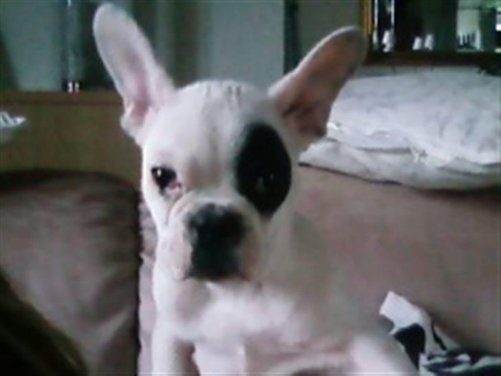 Fransk bulldog Basse billede 1