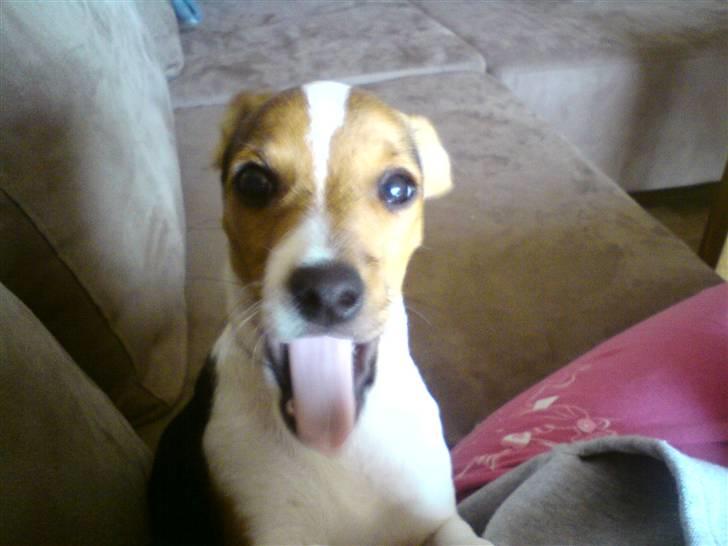 Glathåret foxterrier Kvik billede 1