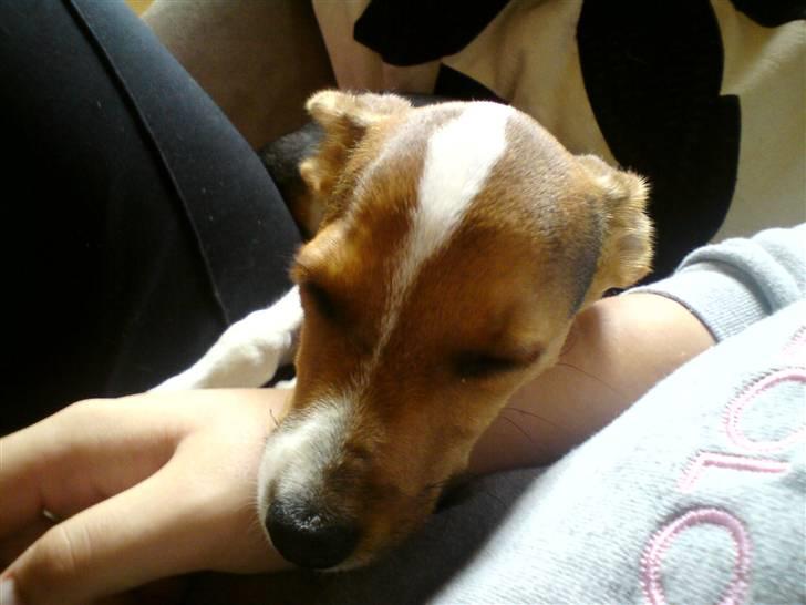 Glathåret foxterrier Kvik billede 2