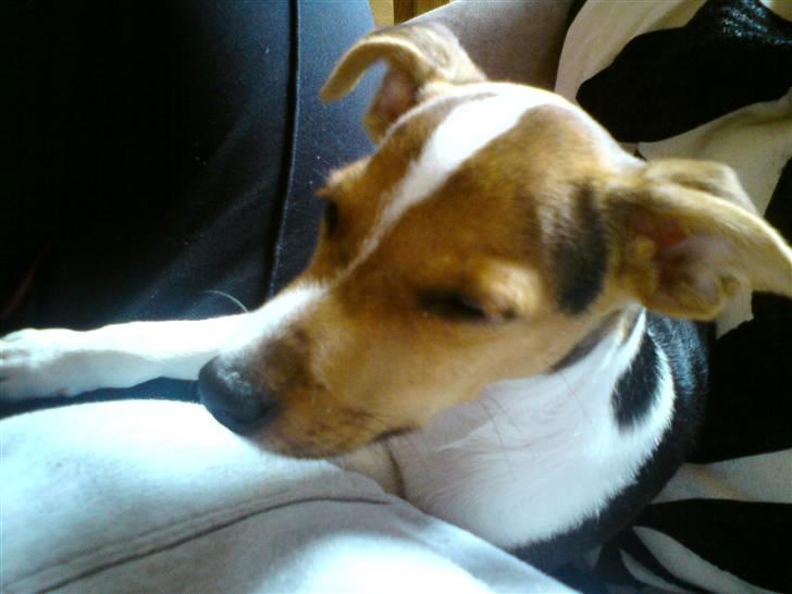 Glathåret foxterrier Kvik billede 3