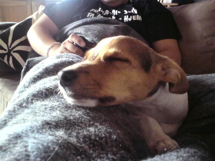 Glathåret foxterrier Kvik billede 4