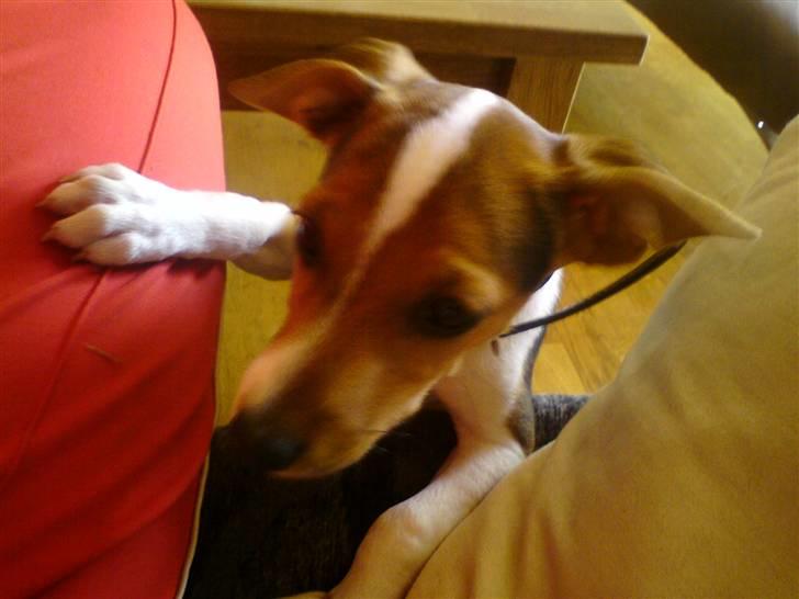 Glathåret foxterrier Kvik billede 5