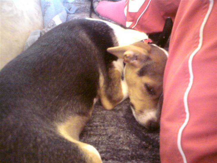 Glathåret foxterrier Kvik billede 6