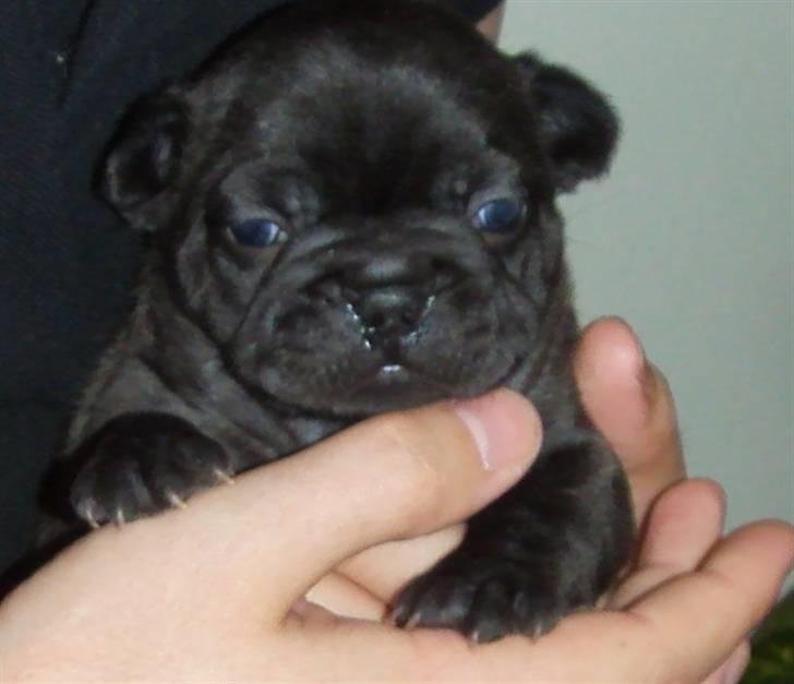 Fransk bulldog Louis - Jeg er ikke større end at jeg kan ligge i en hånd ;-) (3 uger) billede 2
