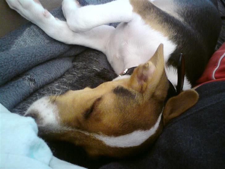 Glathåret foxterrier Kvik billede 7