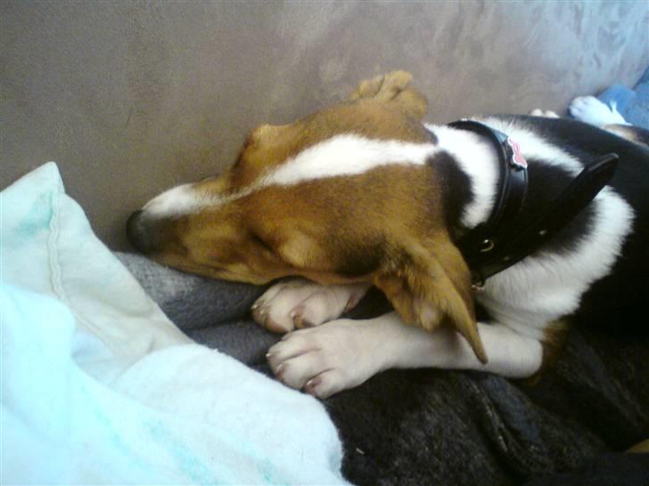 Glathåret foxterrier Kvik billede 8