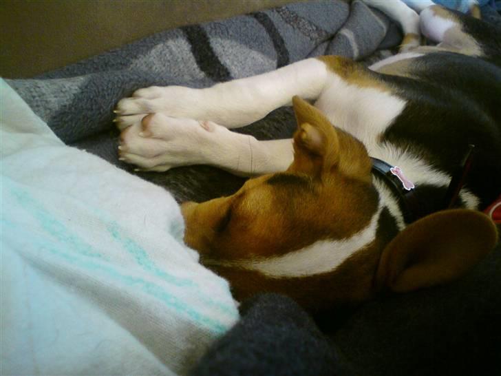 Glathåret foxterrier Kvik billede 9