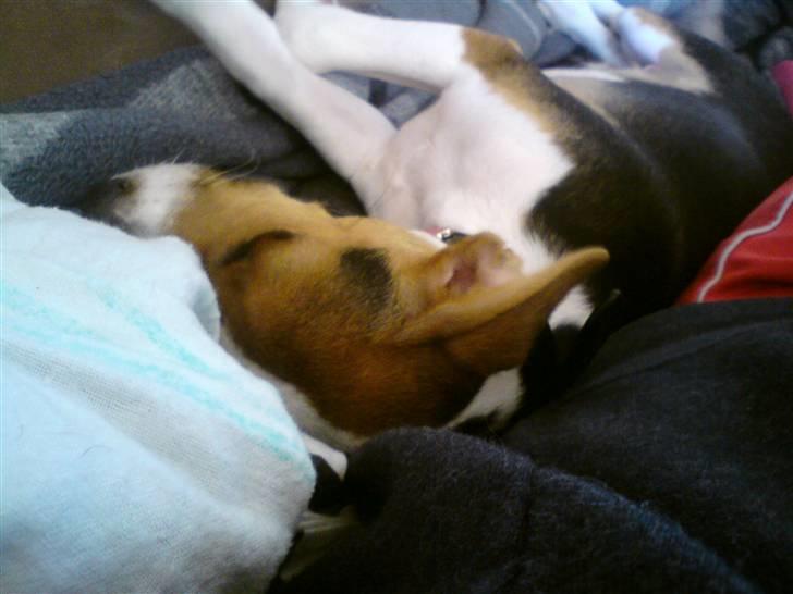 Glathåret foxterrier Kvik billede 10