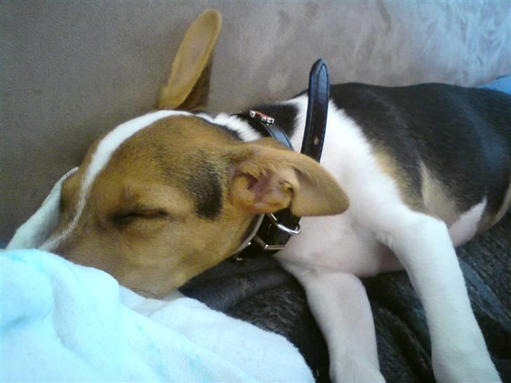 Glathåret foxterrier Kvik billede 11